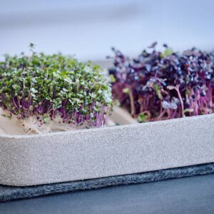 Denk Keramik Mikrogarten XL aus Granicium® - Set und einzeln